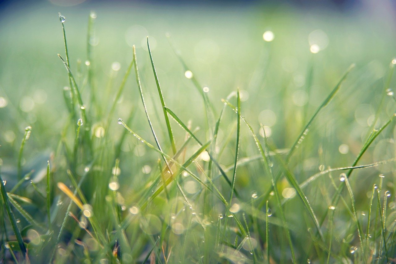 grass, macro, outdoors-7089807.jpg